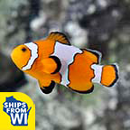 Captive-Bred Snowflake Clownfish